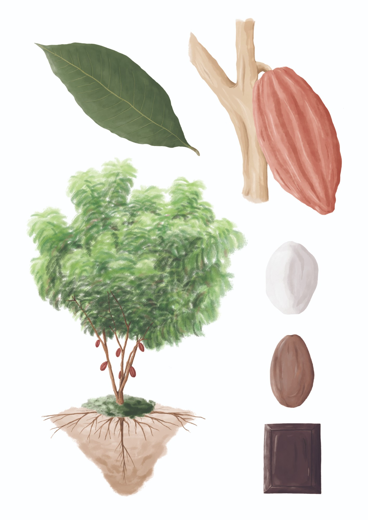 Botanical illustration of the cacao plant — leaf, pod on the branch, whole tree with roots, beans and chocolate